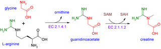 CreatineSynthesis(en).png