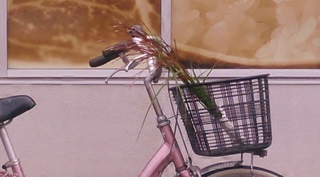 秋自転車 (1024x576).jpg