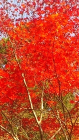 momiji (158x280).jpg