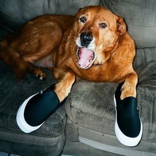 vans dog 7.jpg